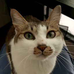 nekosui-website.pages.dev favicon